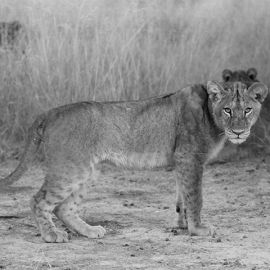 Ghosts in the Grass: The Last Lions of Africa